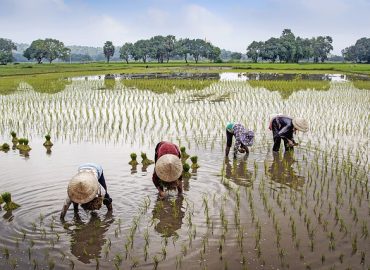 Agriculture and Farmers' Welfare (Krishi aur Kisan Kalyan)