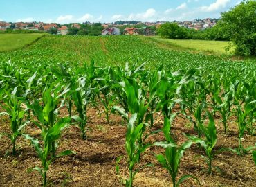 Krishi (Agriculture)